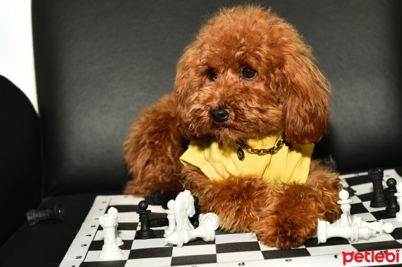 Poodle (Minyatür Kaniş), Köpek  şans fotoğrafı