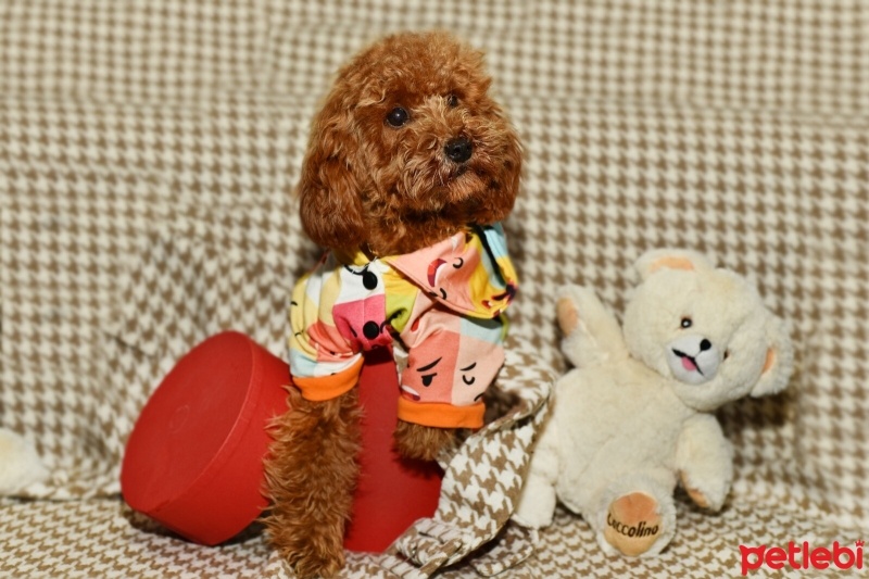 Poodle (Minyatür Kaniş), Köpek  şans fotoğrafı