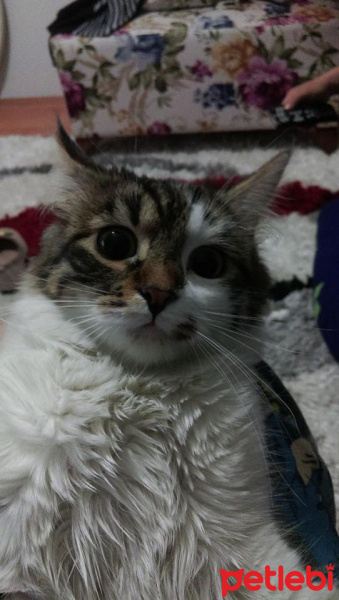 Tekir Kedi, Kedi  köfte fotoğrafı