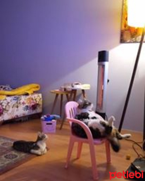 Tekir Kedi, Kedi  köfte fotoğrafı