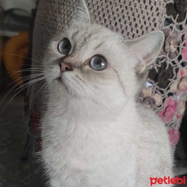 British Shorthair, Kedi  Pera fotoğrafı