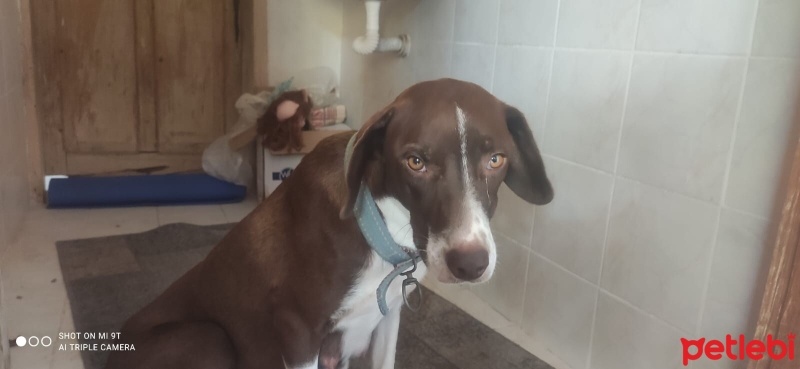 Pointer, Köpek  Bella ve yavruları fotoğrafı
