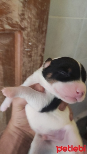 Pointer, Köpek  Bella ve yavruları fotoğrafı
