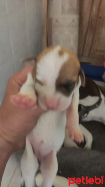 Pointer, Köpek  Bella ve yavruları fotoğrafı