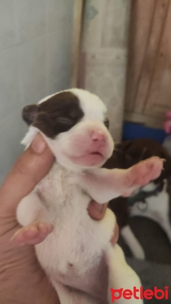 Pointer, Köpek  Bella ve yavruları fotoğrafı