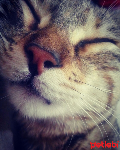 Tekir Kedi, Kedi  Paşa fotoğrafı