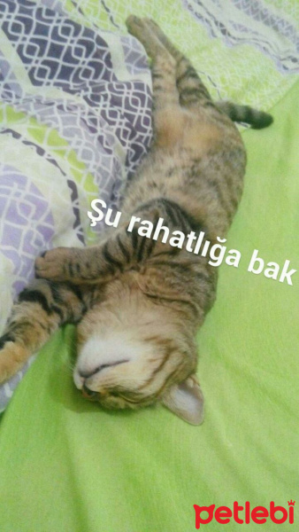 Tekir Kedi, Kedi  Paşa fotoğrafı