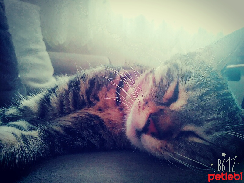 Tekir Kedi, Kedi  Paşa fotoğrafı