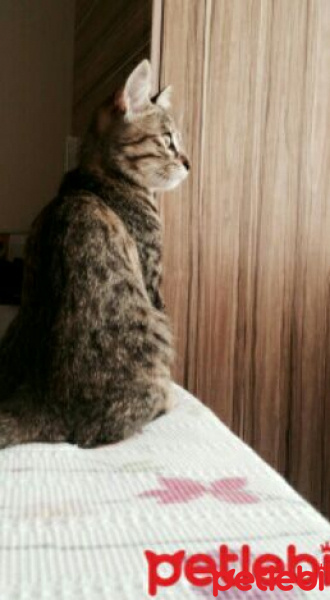 Tekir Kedi, Kedi  Paşa fotoğrafı