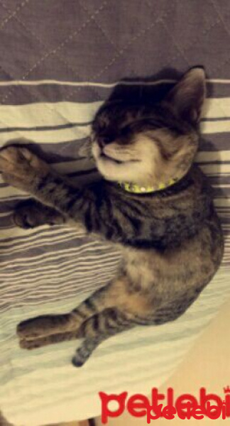 Tekir Kedi, Kedi  Paşa fotoğrafı