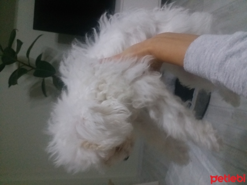 Maltese, Köpek  Luns fotoğrafı