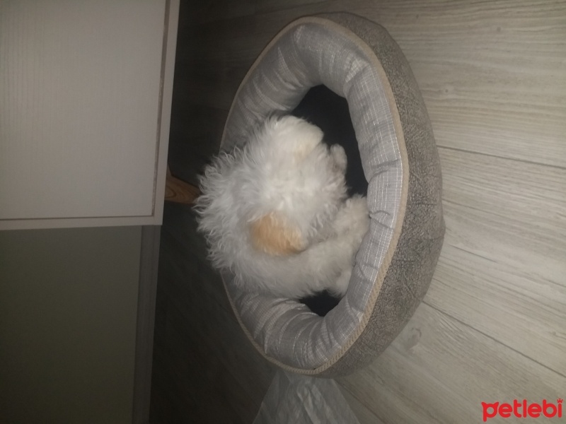Maltese, Köpek  Luns fotoğrafı