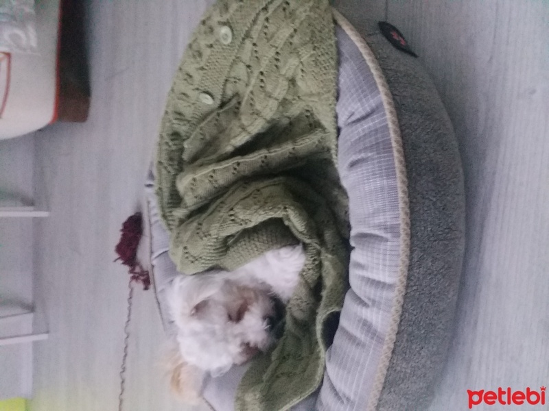 Maltese, Köpek  Luns fotoğrafı