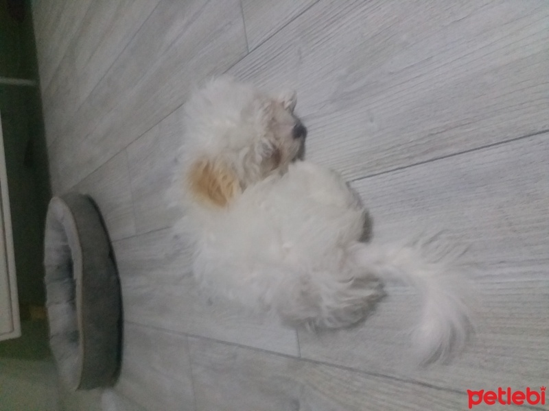 Maltese, Köpek  Luns fotoğrafı