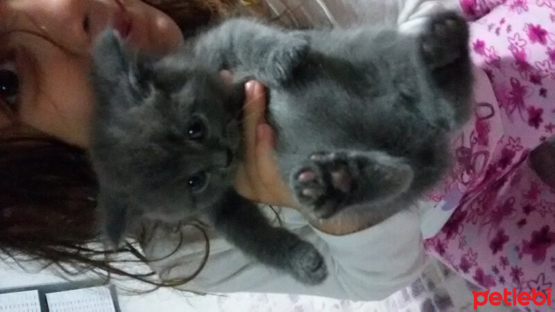 British Shorthair, Kedi  Duman fotoğrafı