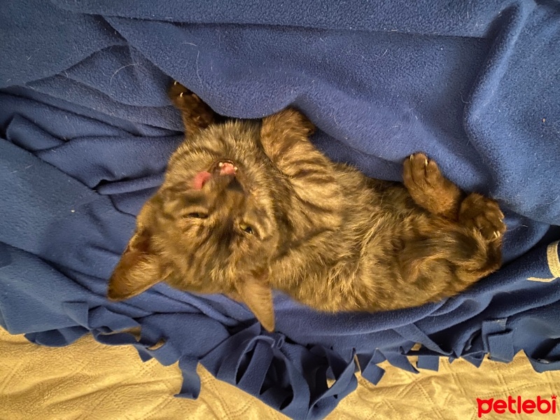 Bombay, Kedi  Ponçik fotoğrafı