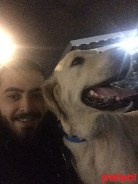 Golden Retriever, Köpek  Ases fotoğrafı