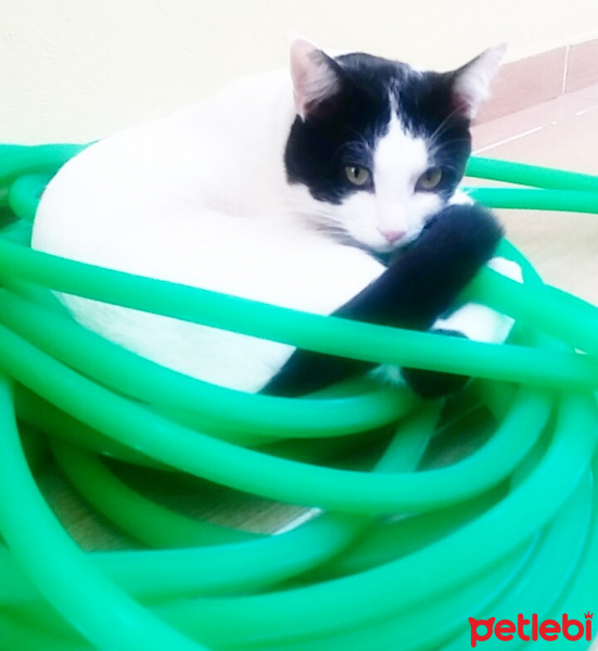 Tekir Kedi, Kedi  Rıfkı fotoğrafı