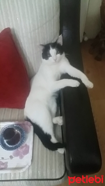 Tekir Kedi, Kedi  Rıfkı fotoğrafı