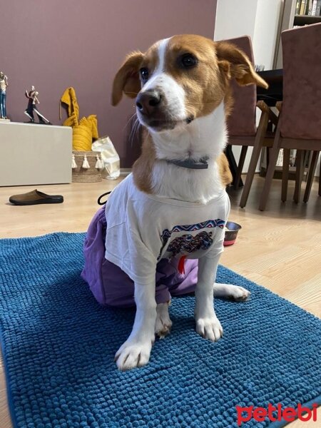 Jack Russell Terrier, Köpek  Balım fotoğrafı