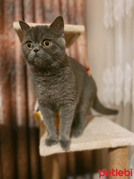 British Shorthair, Kedi  Ponçik fotoğrafı