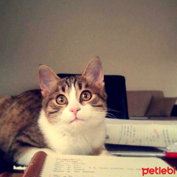 Tekir Kedi, Kedi  selo fotoğrafı