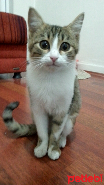 Tekir Kedi, Kedi  selo fotoğrafı