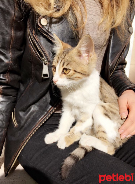 Tekir Kedi, Kedi  selo fotoğrafı