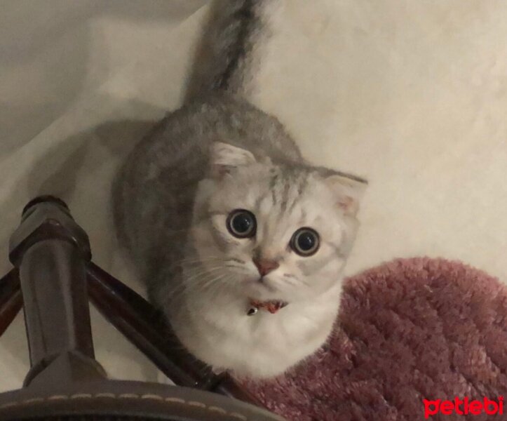 Scottish Fold, Kedi  pablo fotoğrafı