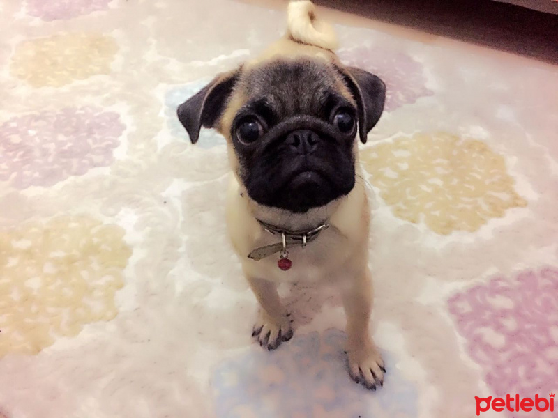 Pug, Köpek  Babi fotoğrafı