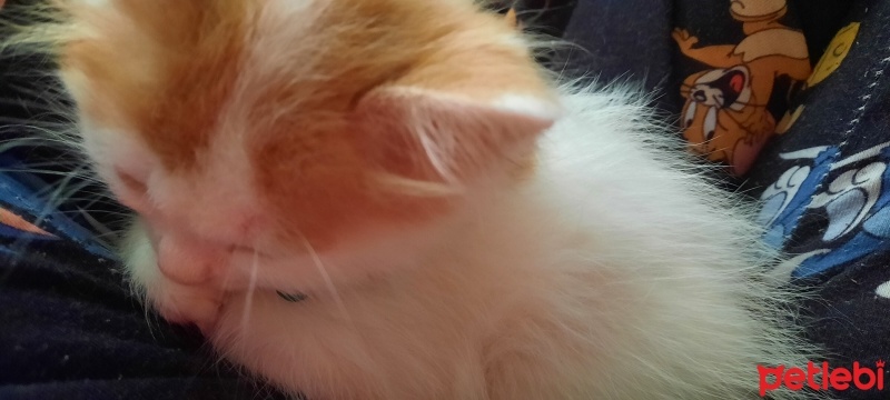 Soke, Kedi  Kumsal fotoğrafı