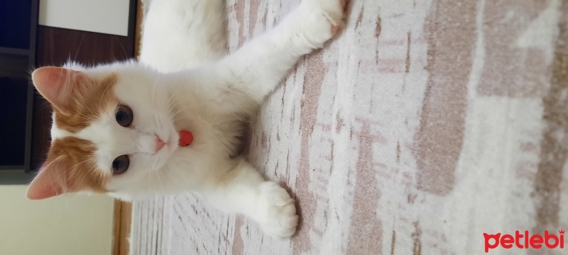 Soke, Kedi  Kumsal fotoğrafı