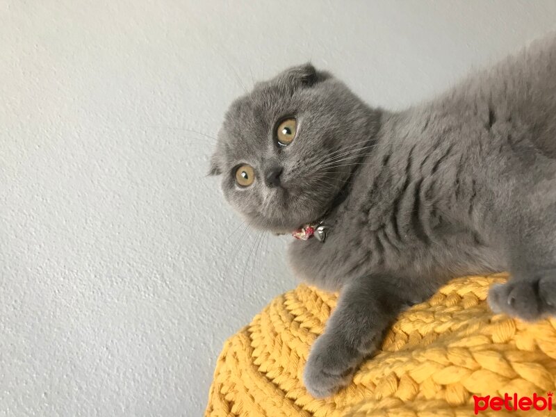 Scottish Fold, Kedi  Lisa fotoğrafı