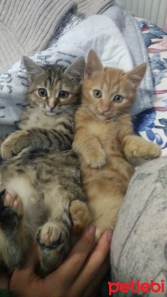 Abyssinian, Kedi  behlül ile bihter fotoğrafı