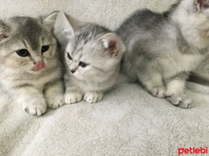 British Shorthair, Kedi  3 Ponçik Yavru Kaldı - Yetişen Alır fotoğrafı