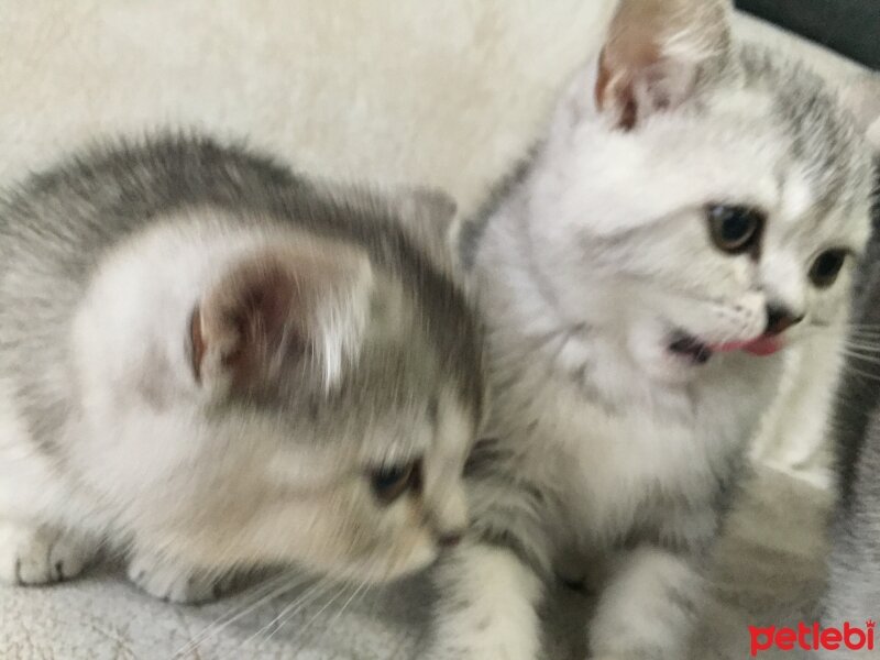 British Shorthair, Kedi  3 Ponçik Yavru Kaldı - Yetişen Alır fotoğrafı