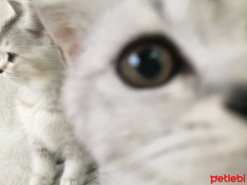 British Shorthair, Kedi  3 Ponçik Yavru Kaldı - Yetişen Alır fotoğrafı