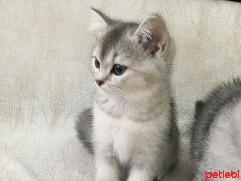 British Shorthair, Kedi  3 Ponçik Yavru Kaldı - Yetişen Alır fotoğrafı