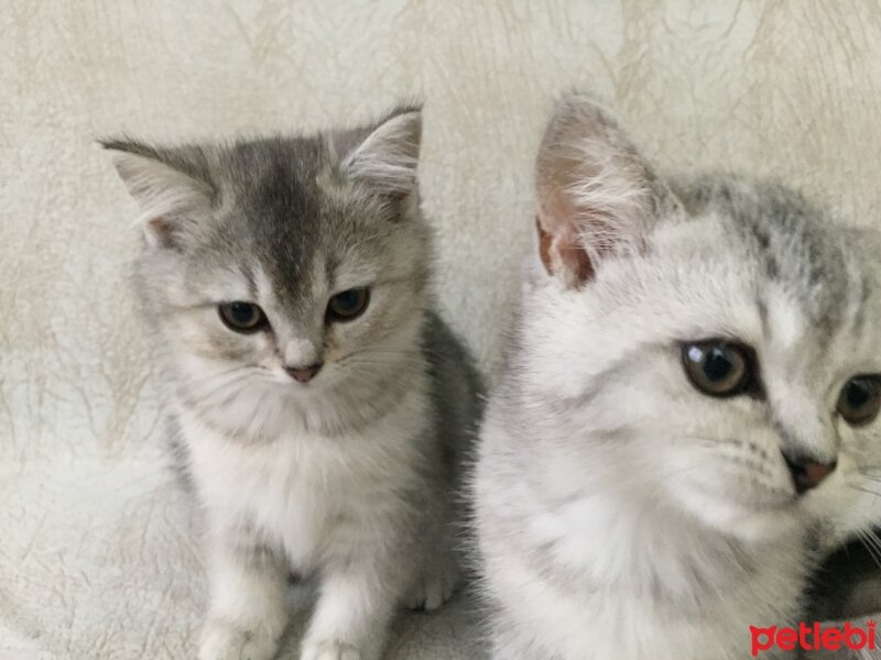 British Shorthair, Kedi  3 Ponçik Yavru Kaldı - Yetişen Alır fotoğrafı