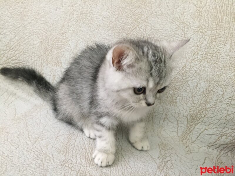 British Shorthair, Kedi  3 Ponçik Yavru Kaldı - Yetişen Alır fotoğrafı