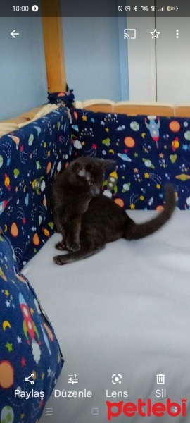 Mavi Rus, Kedi  Mavi fotoğrafı