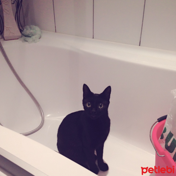 Tekir Kedi, Kedi  Zeytin ve yavruları fotoğrafı