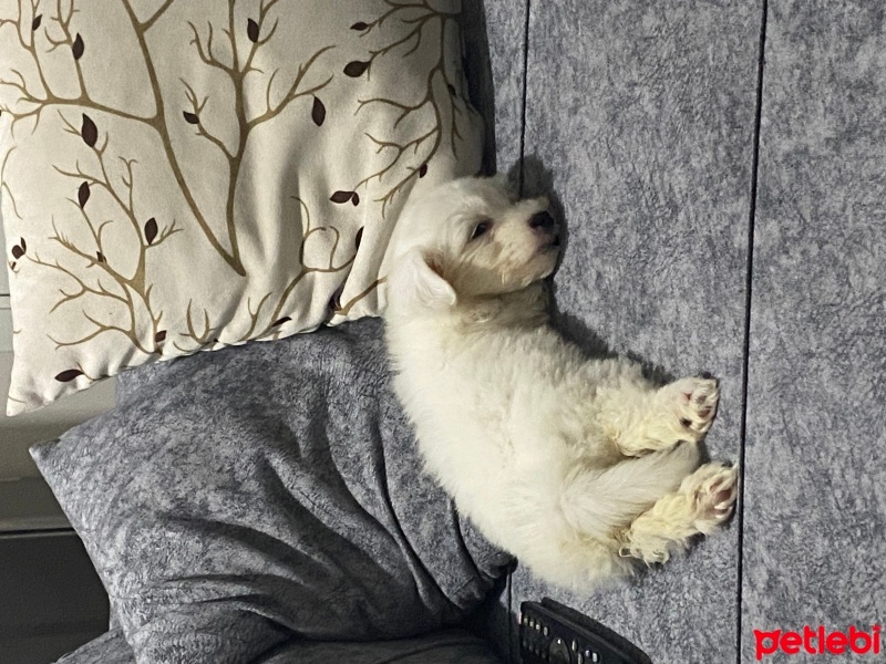 Maltese, Köpek  Betty fotoğrafı