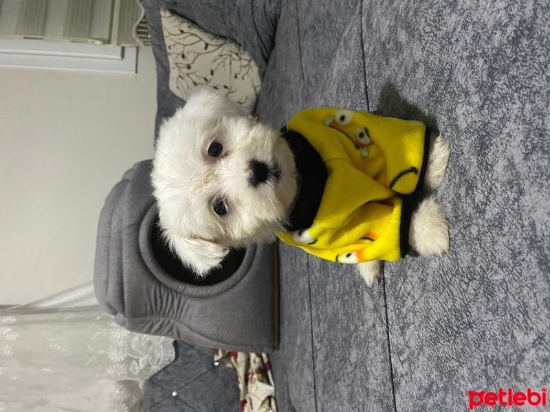 Maltese, Köpek  Betty fotoğrafı