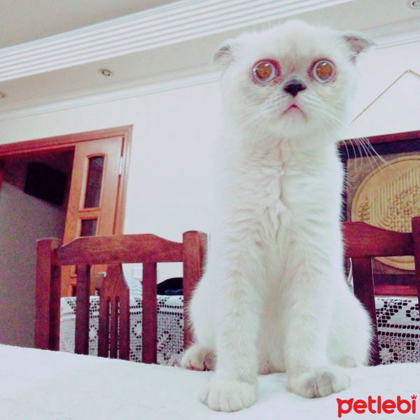 Siyam Kedisi, Kedi  Safir fotoğrafı