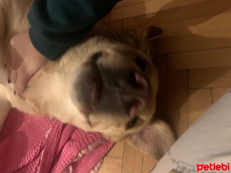 Labrador Retriever, Köpek  Oscar fotoğrafı