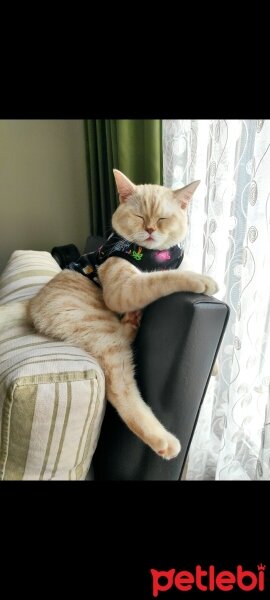 British Shorthair, Kedi  Köfte fotoğrafı