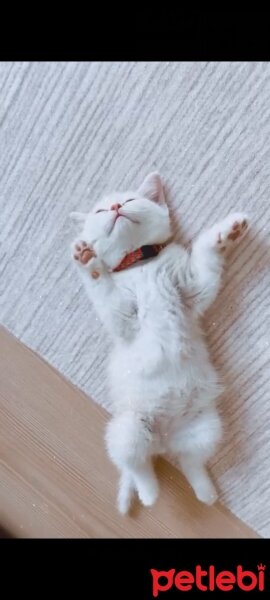 British Shorthair, Kedi  Köfte fotoğrafı