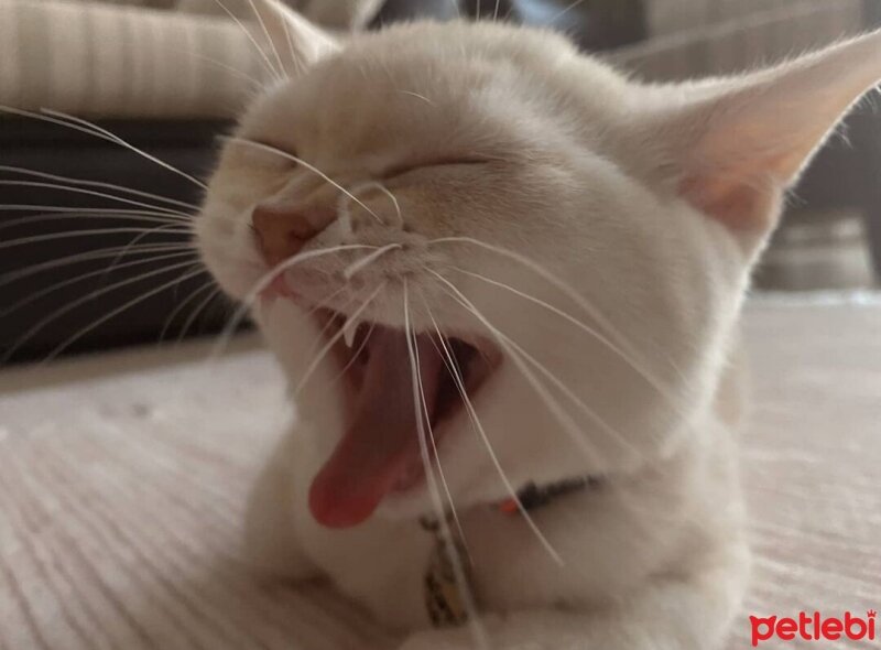 British Shorthair, Kedi  Köfte fotoğrafı