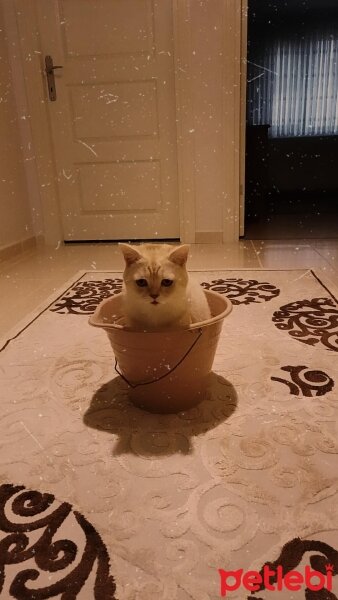 British Shorthair, Kedi  Köfte fotoğrafı